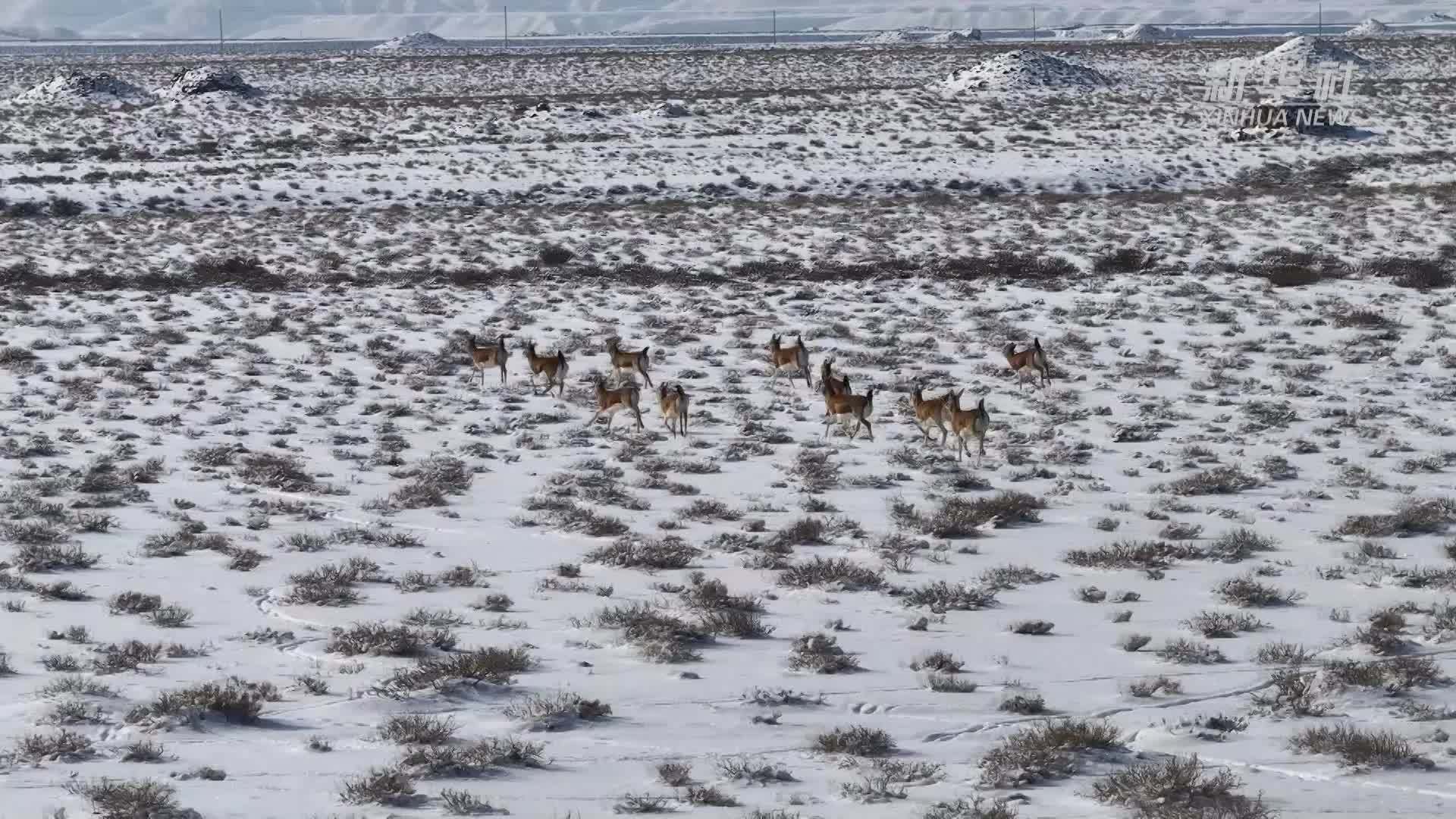 新疆温宿：鹅喉羚雪地觅食 绘就冬日美景