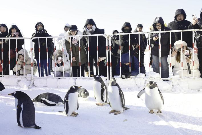 北湖企鹅村里乐趣多。