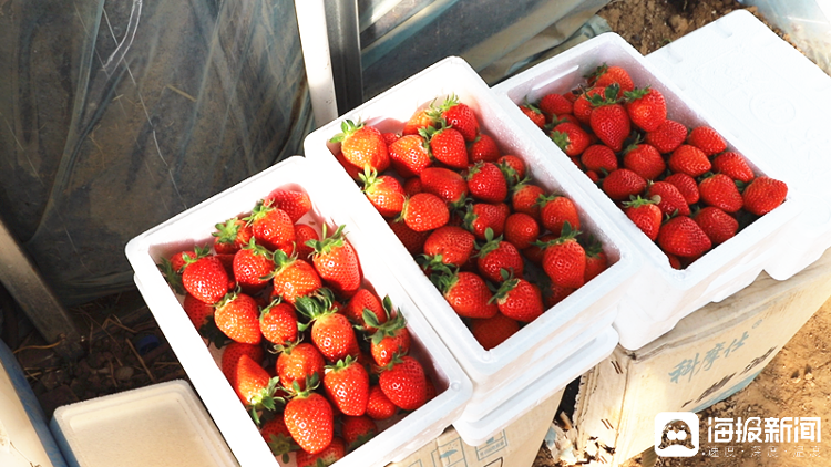 今冬的草莓，果实饱满圆润，颜色鲜艳透亮，口感也鲜甜多汁