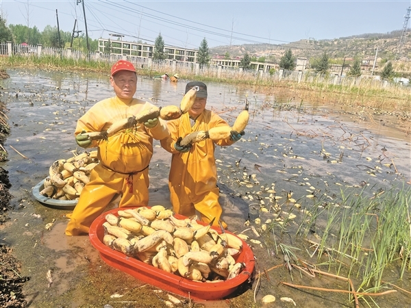 灵石县西许村村民展示采收的莲藕。