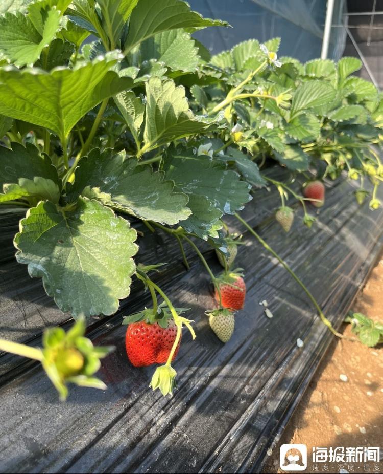 草莓大棚里正在生长的草莓和已经快成熟的草莓