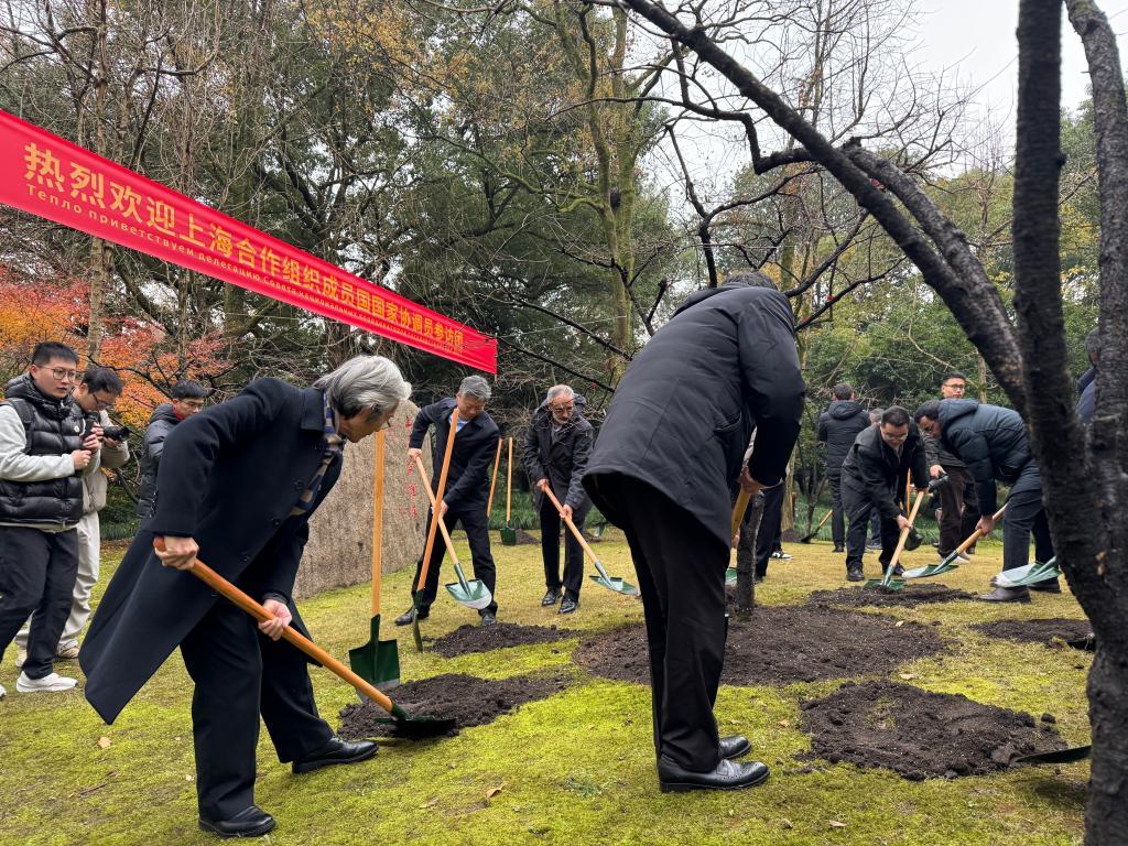 12月13日，上海合作组织成员国国家协调员来到西湖边的“上合友谊林”，共同为象征友谊的美人梅培土。新华社记者 段菁菁 摄