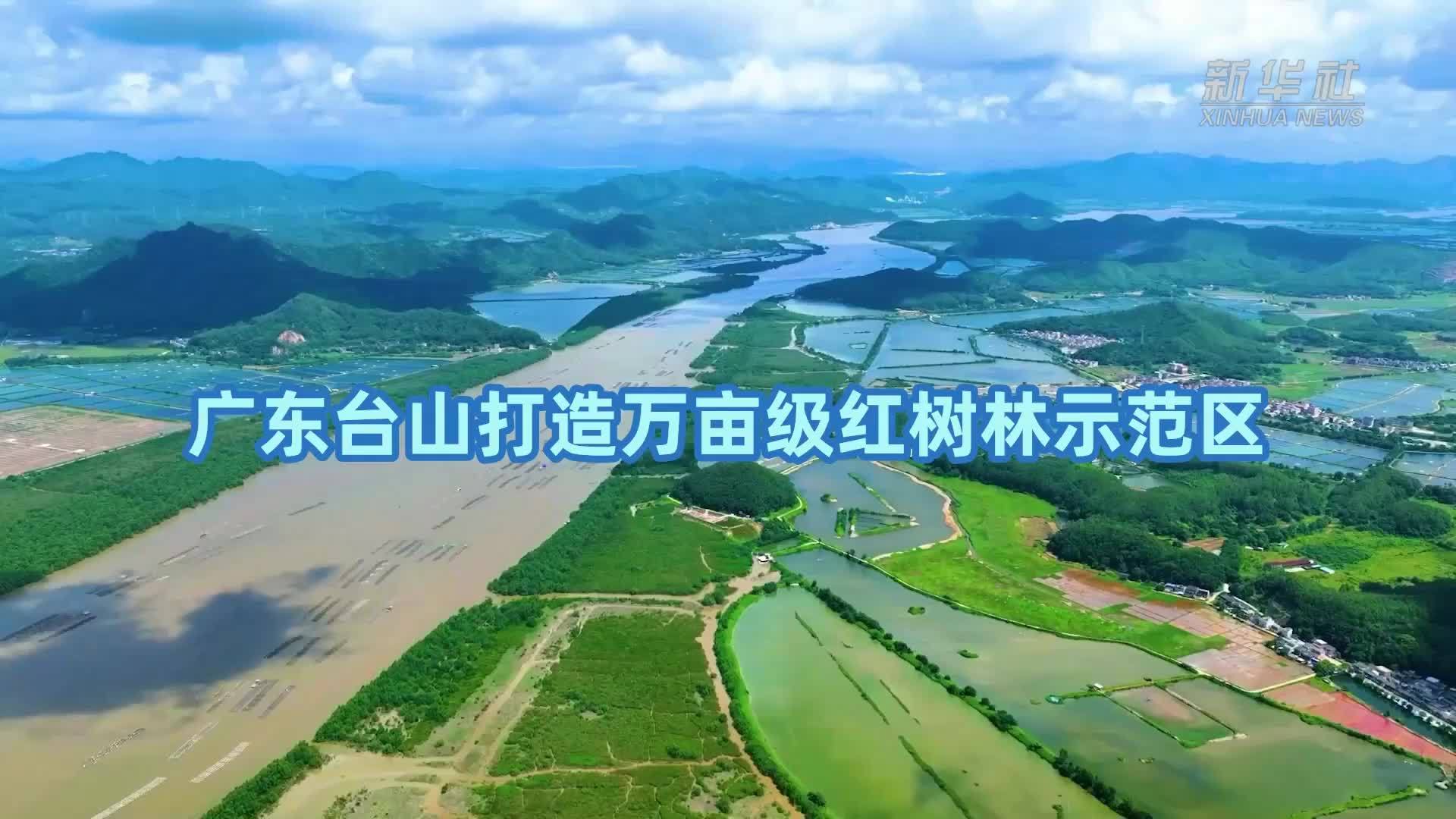 国道之行 海阔天空｜广东台山打造万亩级红树林示范区