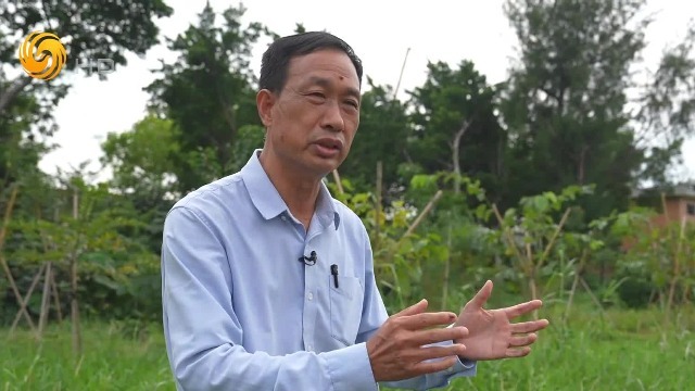 红树移植后的生长周期太长，梁冠峰用30年等了一个结果