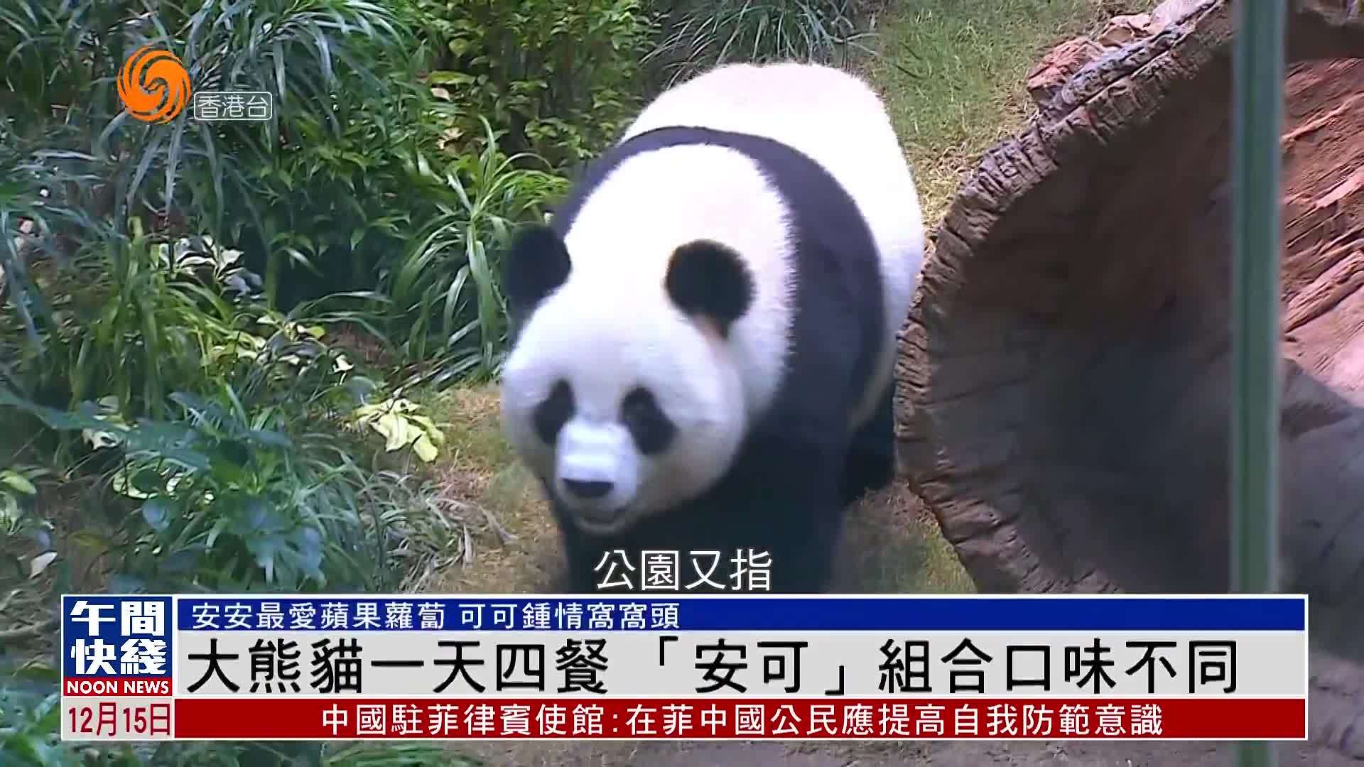 粤语报道｜大熊猫一天四餐“安可”组合口味不同