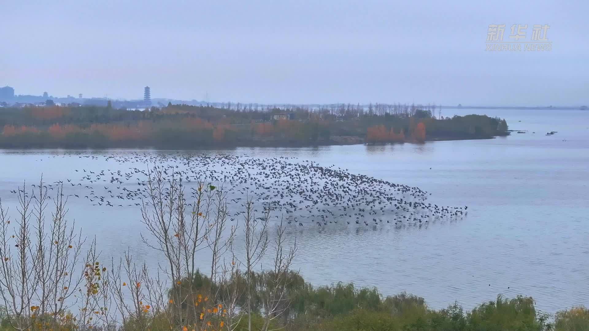 千城胜景｜河北磁县：迎来大雁迁徙盛景