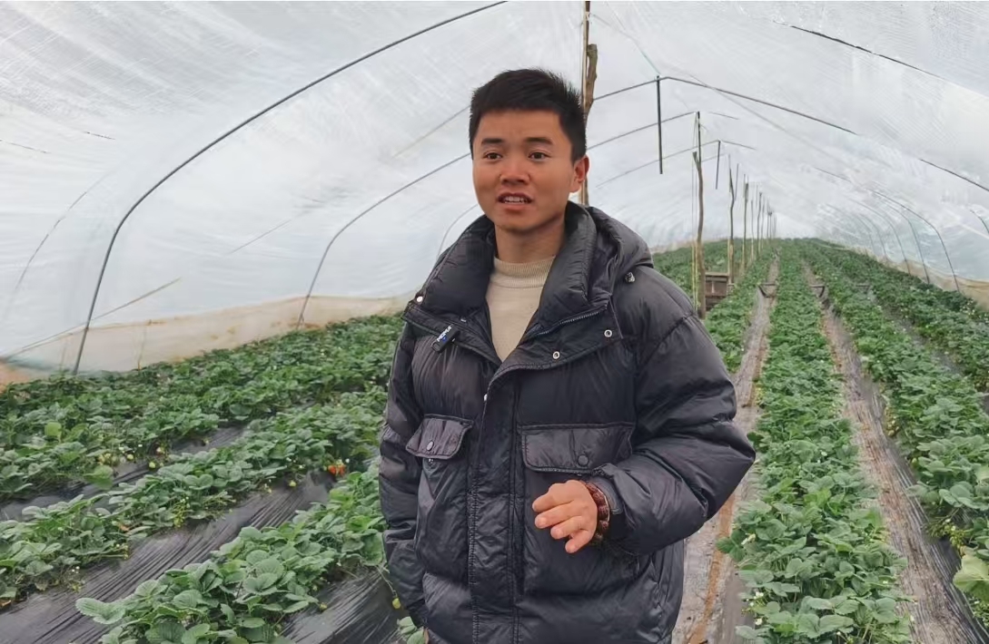 高质量发展看眉县丨科技赋能乡村振兴 草莓与猕猴桃产业的绿色发展