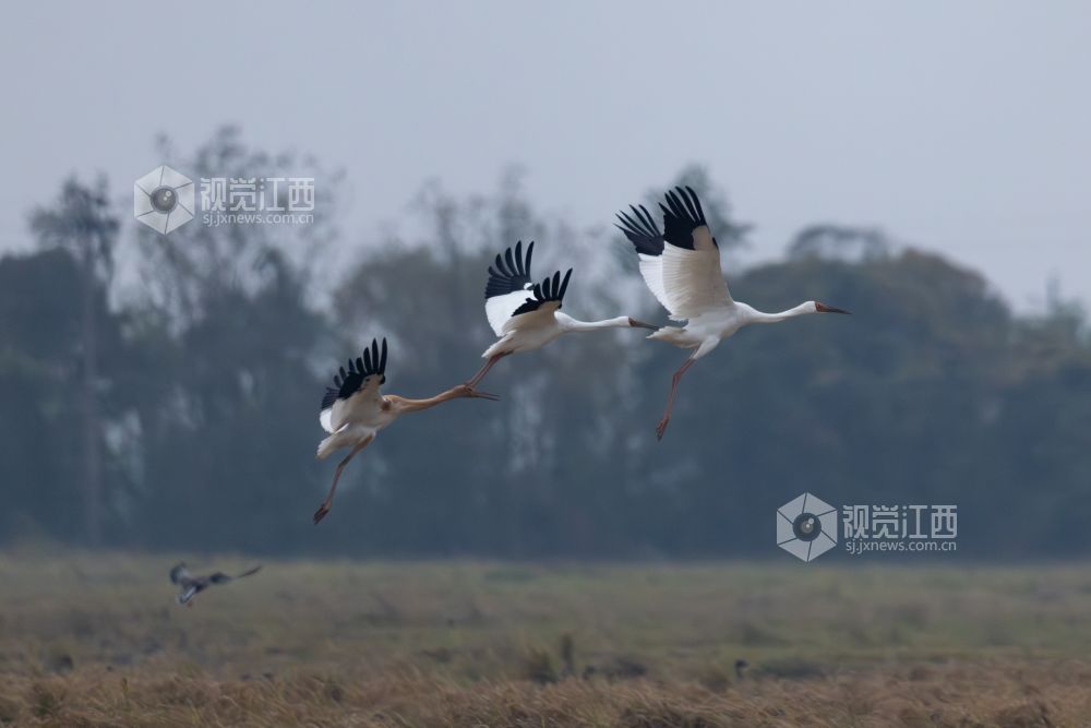 全球98%的白鹤为何在江西越冬