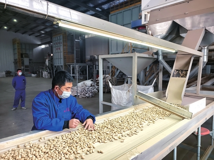 人工筛选花生种。赵雯涓 摄 本栏图片除署名外均由郑商所提供
