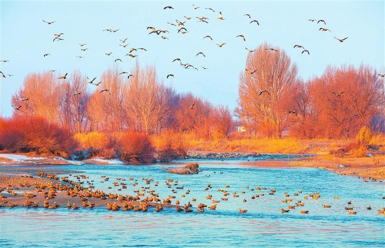 近日，成群的赤麻鸭在张掖市甘州区黑河流域觅食休憩。新甘肃&middot;甘肃日报通讯员　杨永伟