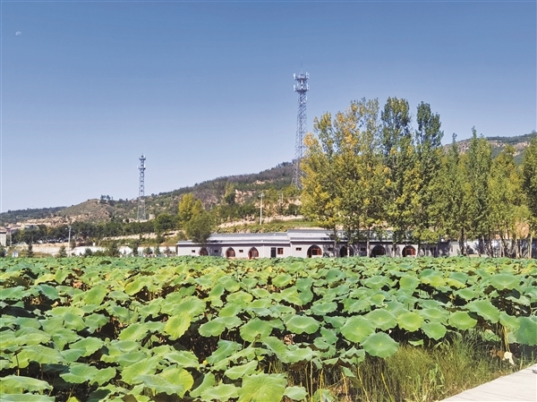 灵石县南关镇西许村“荷你藕遇”莲藕套养泥鳅基地。