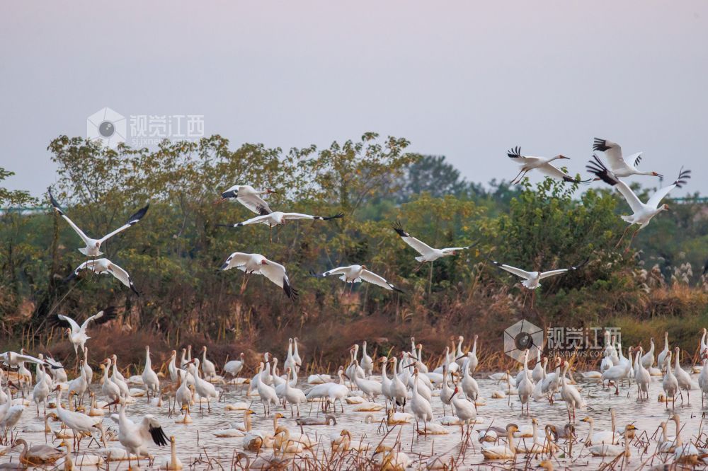 去哪儿追寻候鸟？江西观鸟地图最新出炉