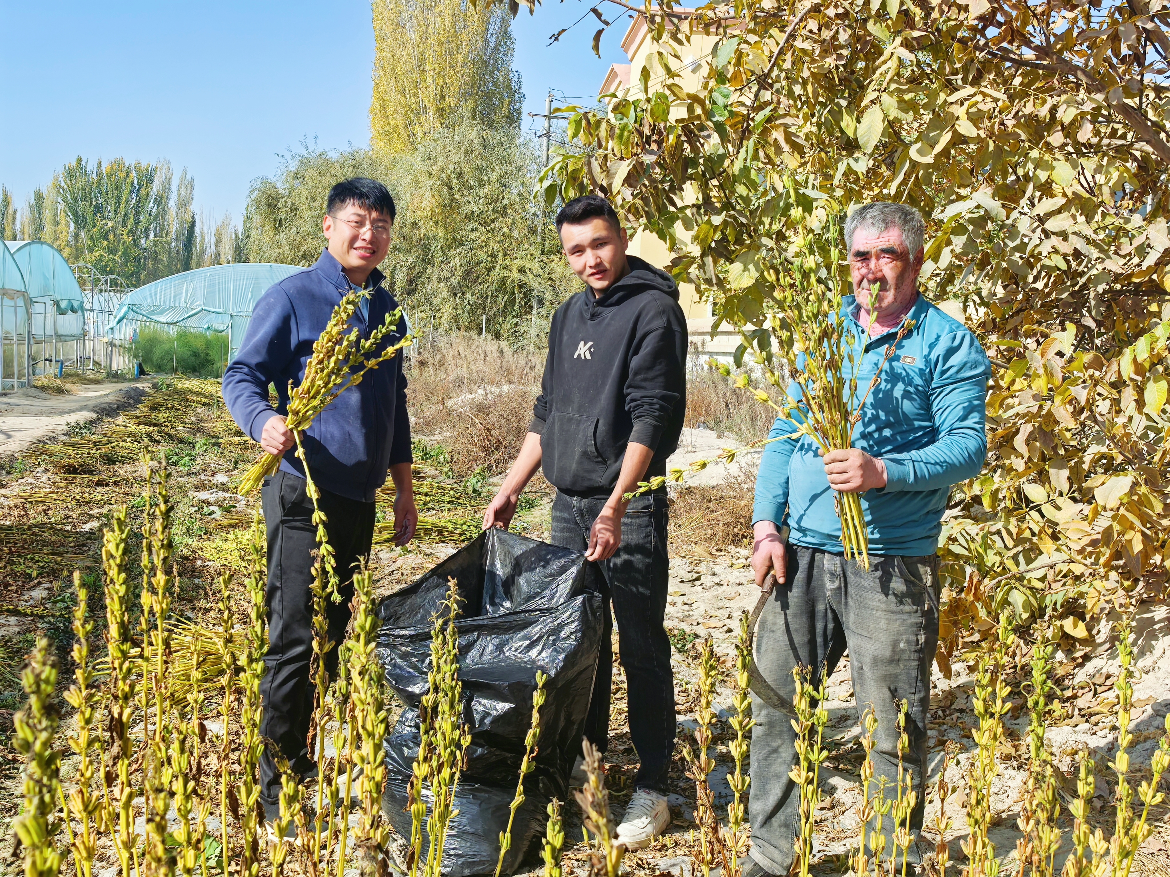 ▲我省援疆干部收割黑芝麻并进行测产