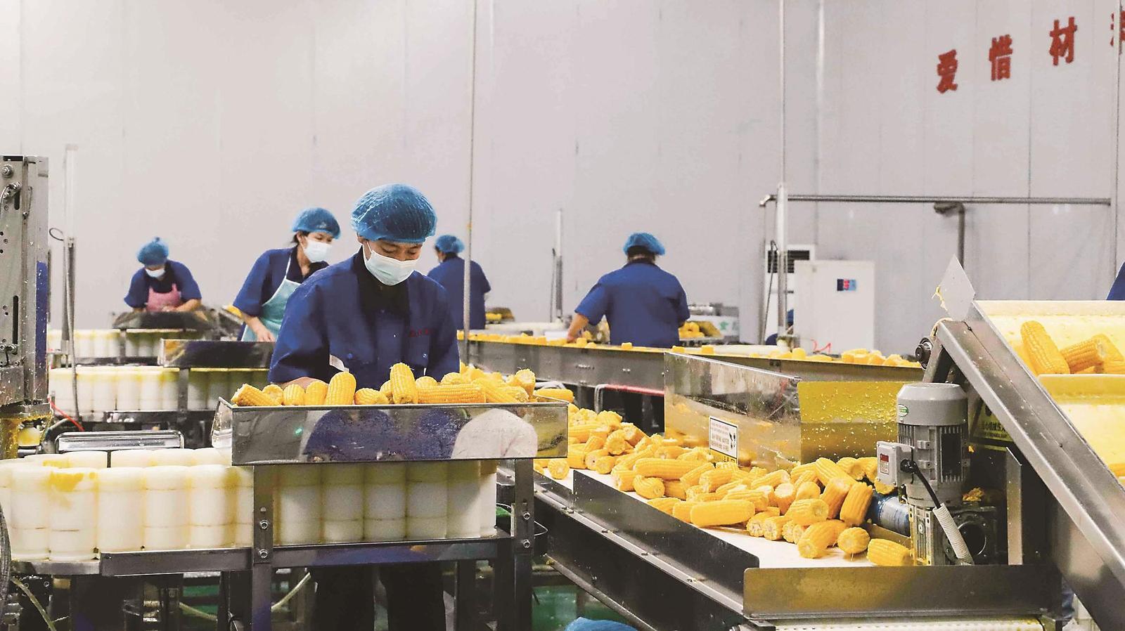 鲜食玉米采收季期间，吉林嘉美食品有限公司开足马力，24小时不间断生产，直接带动周边很多农户就业。 （资料图片）