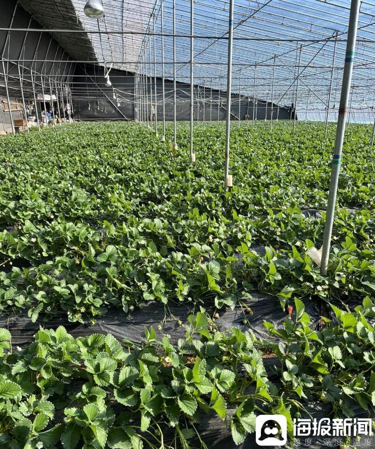 受访者种植的草莓大棚，面积约两亩