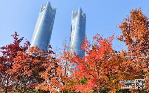 双子塔与红枫合影