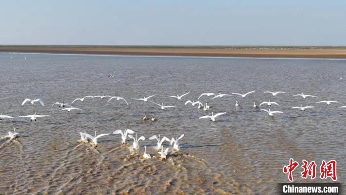 图为成群结队的小天鹅在位于鄱阳湖畔的南昌市新建区昌邑乡大汊湖水域栖息。　贺登毅 摄