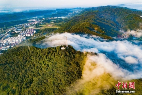 宜丰县新造珍贵树种面积达5983.7亩 居全省第一凤凰网江西_凤凰网