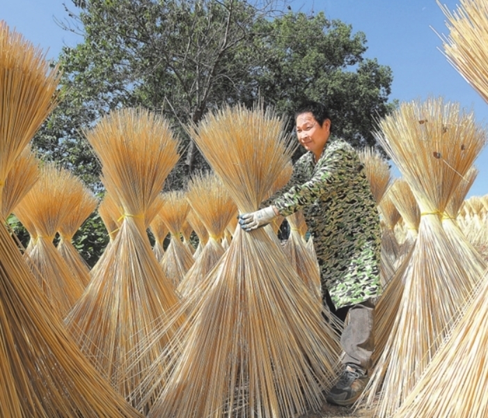 毛竹种植“节节高”
