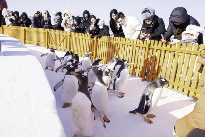 游客与企鹅互动。 张扬 摄