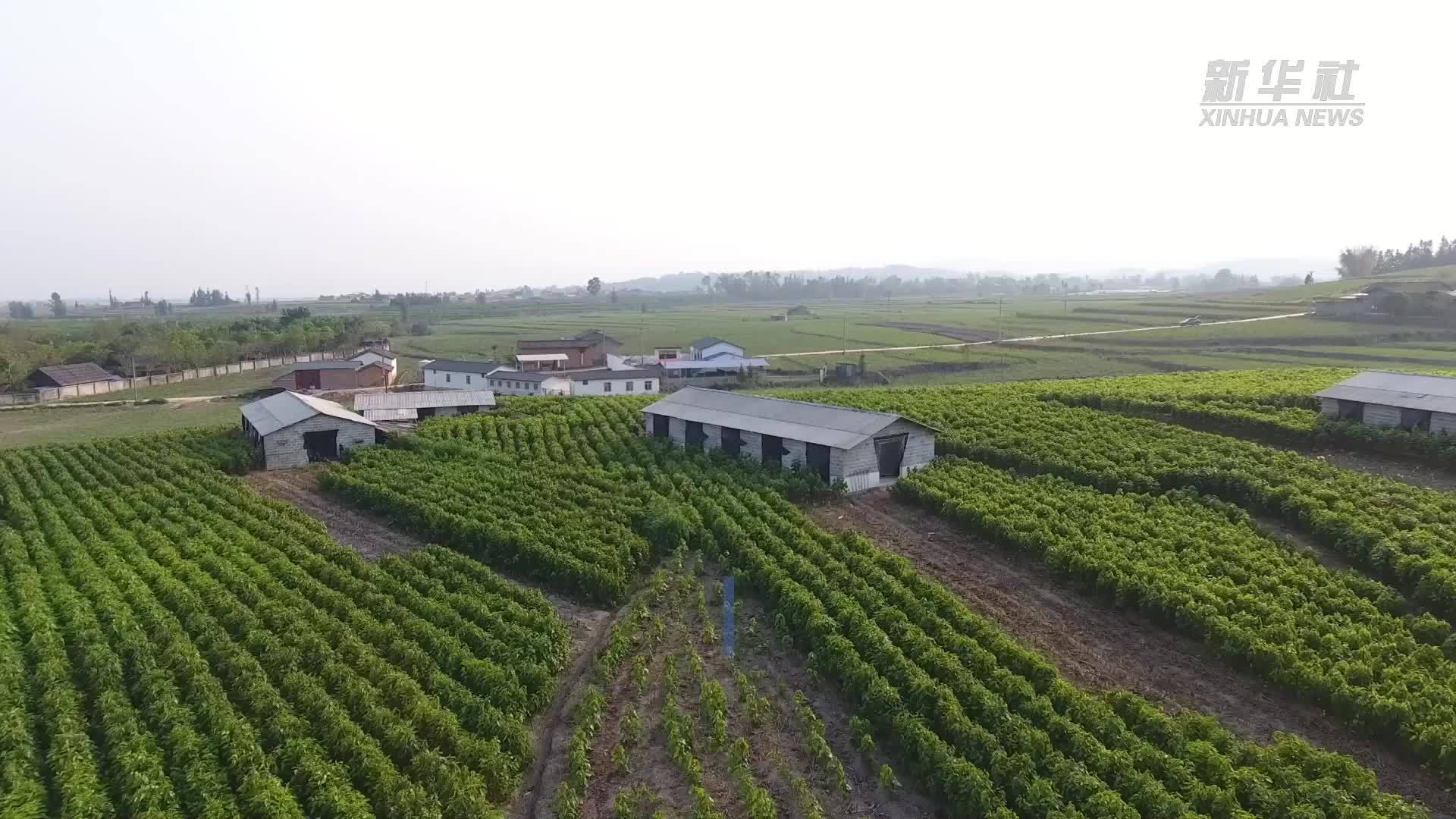 蚕桑织密乡村“致富网”——云南陇川探索蚕桑产业发展新模式