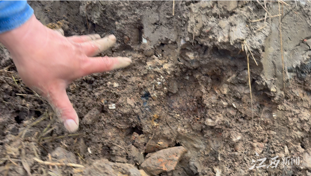 ▲田间窑业堆积层厚度约0.4米，充斥着古瓷、匣钵等碎片。