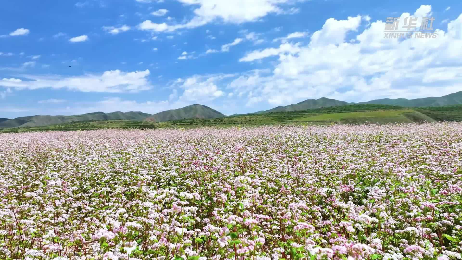 宁夏海原：白吉荞麦香 富路满村行