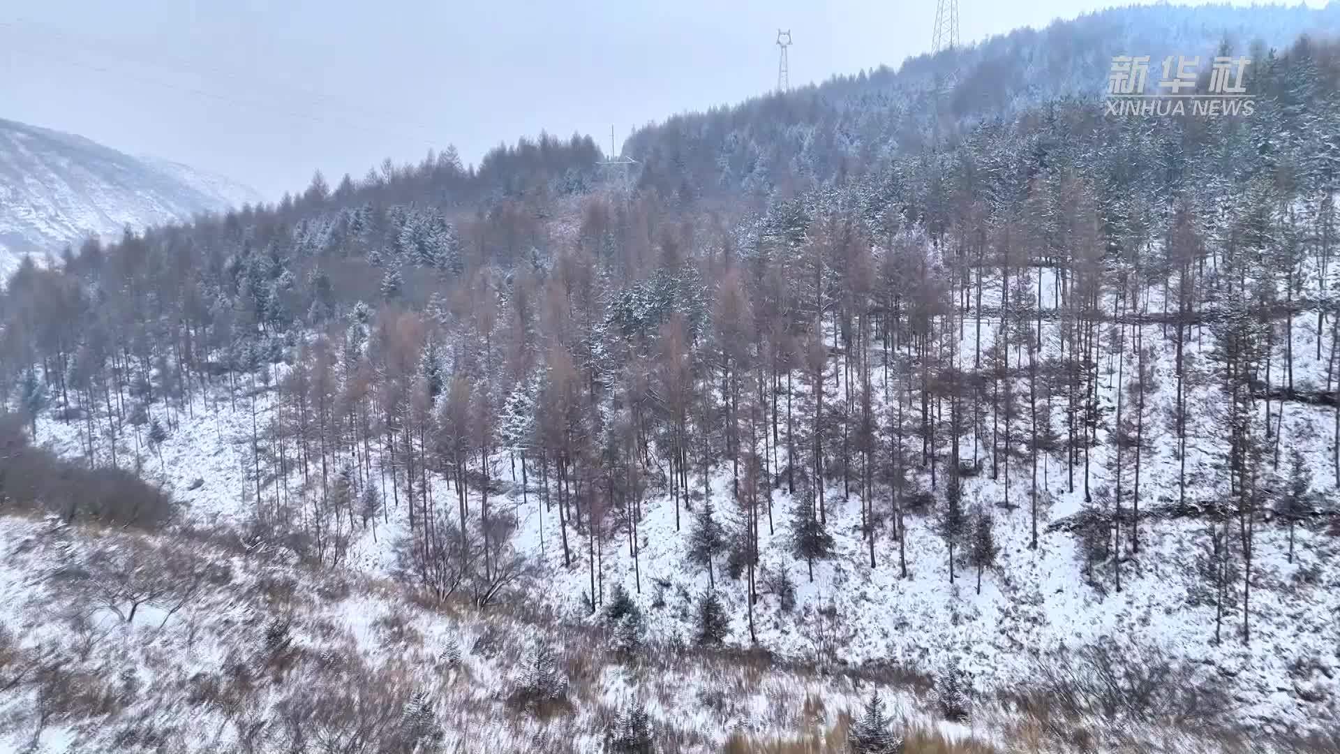 宁夏：雪后林海景如画