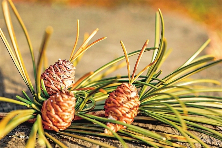 形状呆萌可爱！庐山植物园金松时隔18年再结硕果（图）