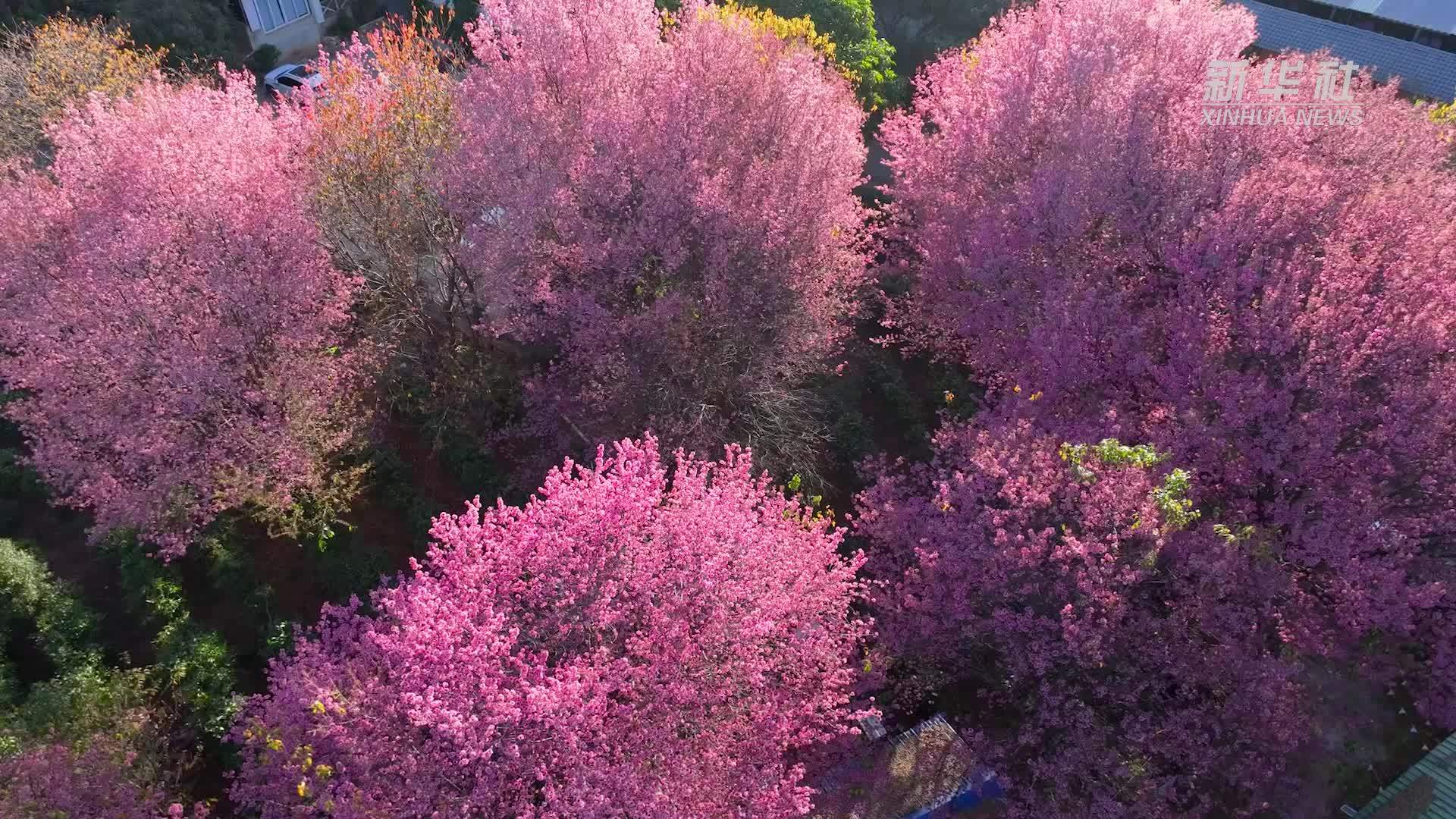 大理邓川冬樱花开引客来