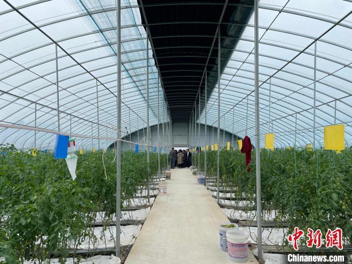 图为现代蔬菜种植大棚内部。中新社记者 张斌 摄