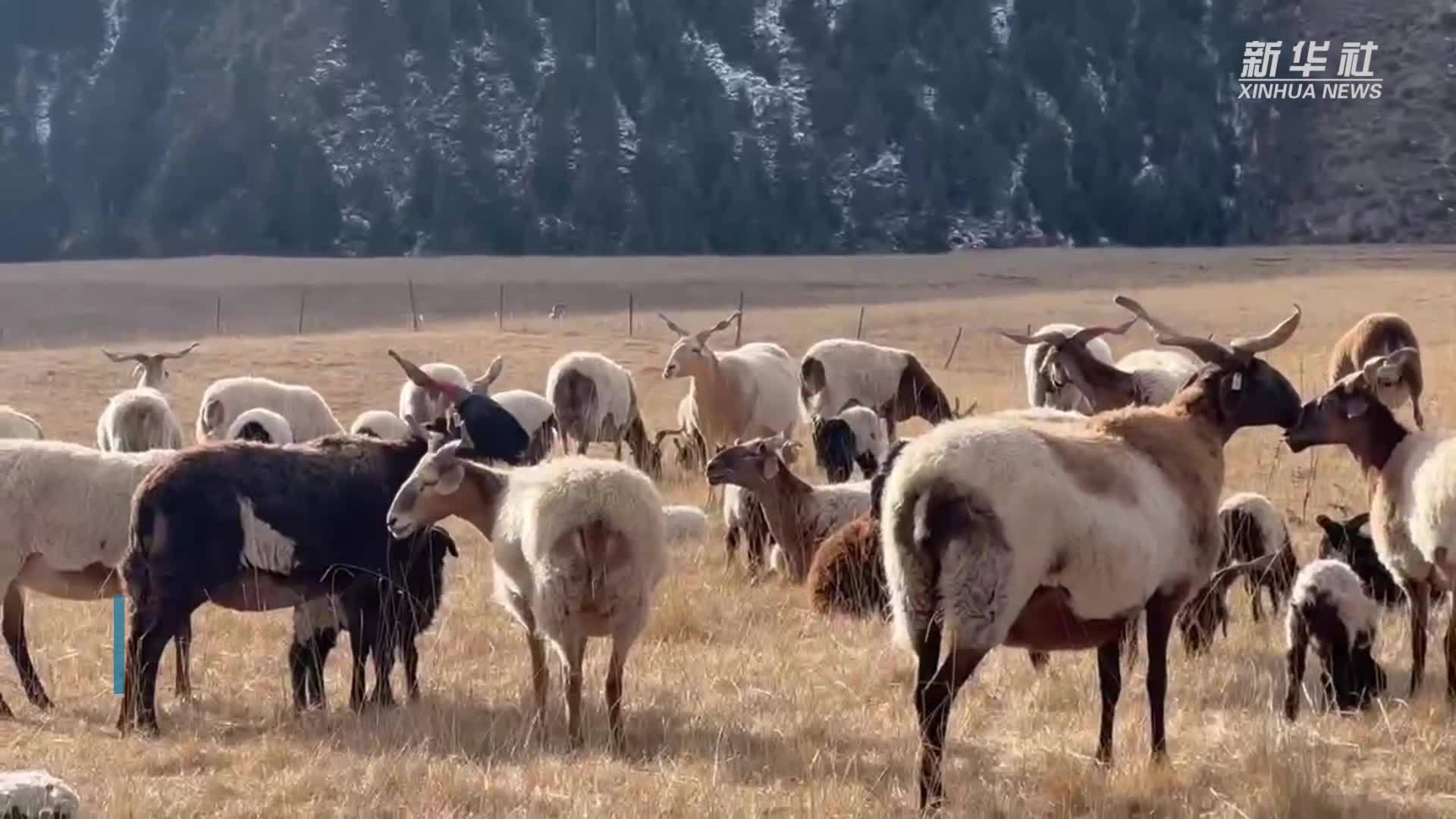 青海黄南：牧民用手机拍摄到雪豹画面
