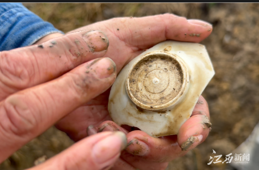 ▲田间窑业堆积层中剥出的古瓷碎片，光润细腻。
