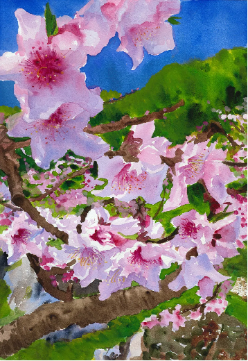 桃花写生五 42×29cm 镜框2023年