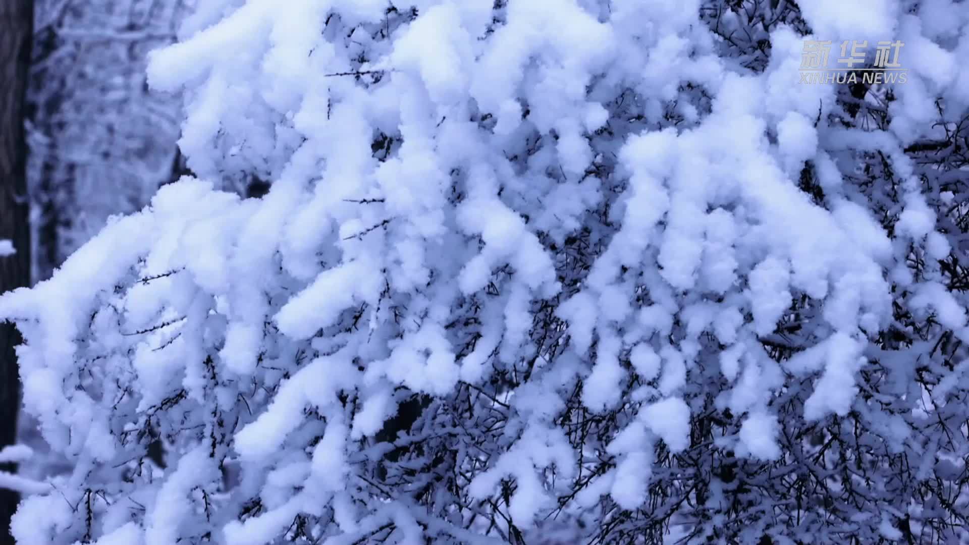 四季旅行｜新疆特克斯：玉树琼枝 宛如仙境