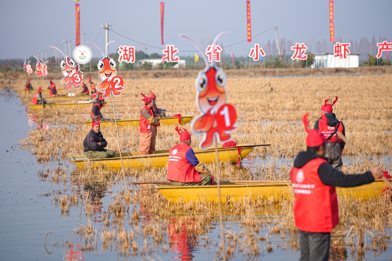 四季有虾真给力！“潜江龙虾”即将登上年夜饭餐桌