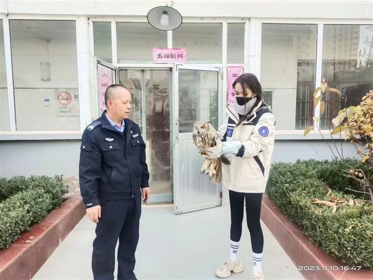 薛子钰观察草原雕的伤病恢复情况