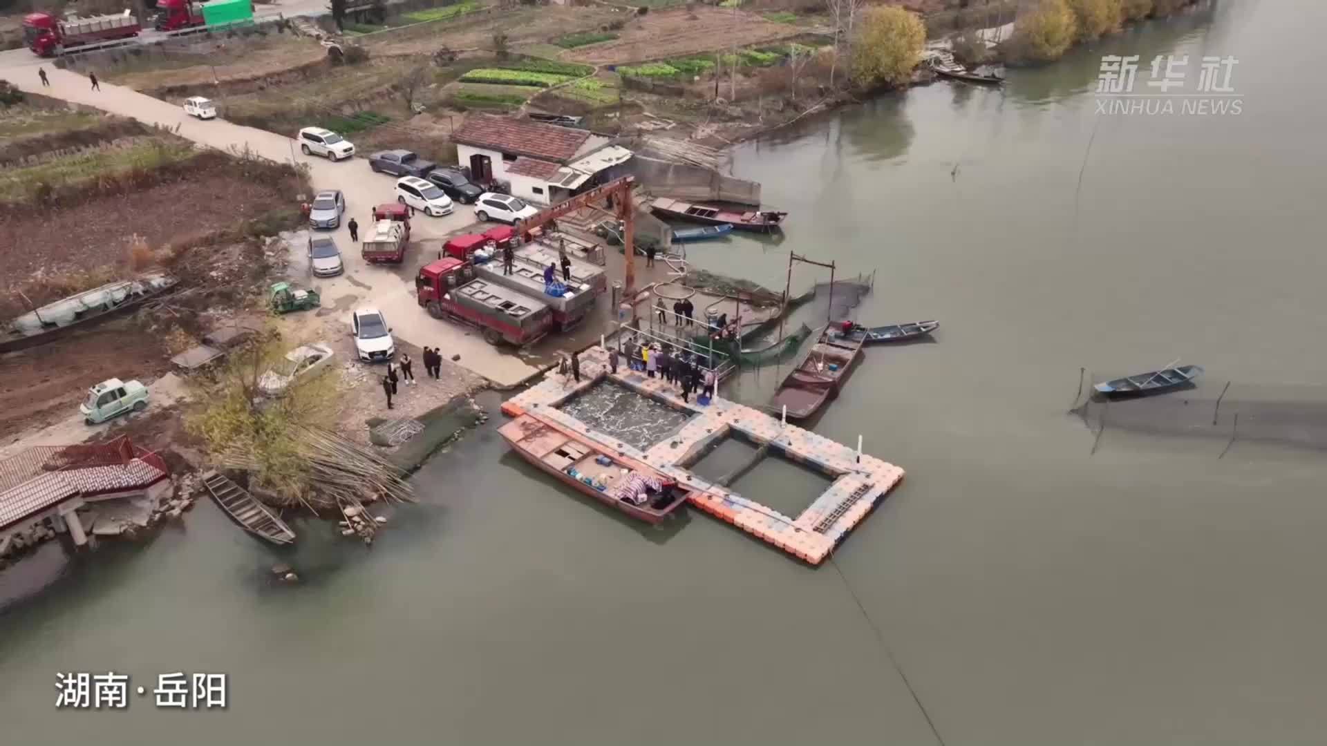 湖南岳阳：冬收时节 芭蕉湖畔再现“起鱼”盛景