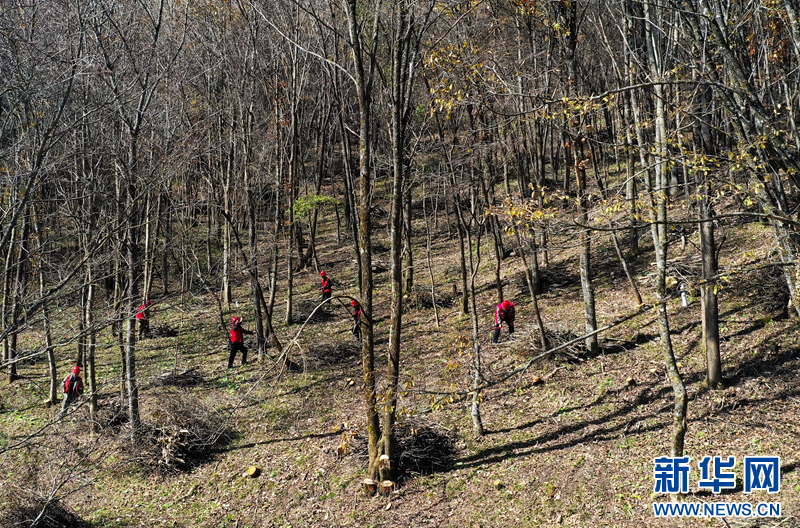 观音林场内，护林员对退化林进行修复，清理枯枝、病枝，提升森林质量。