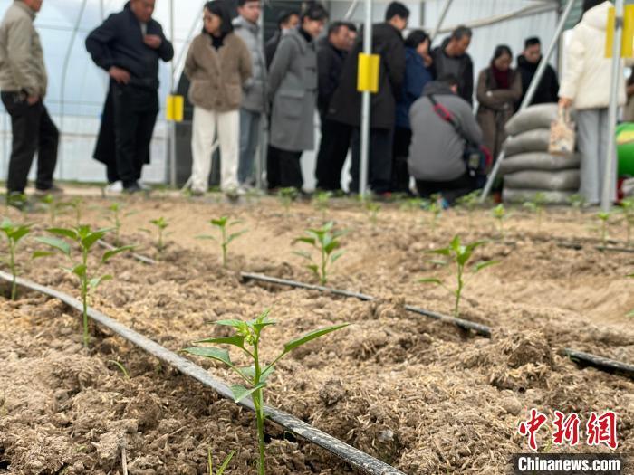 图为大棚内种植的“衢椒一号”白辣椒。中新社记者 张斌 摄