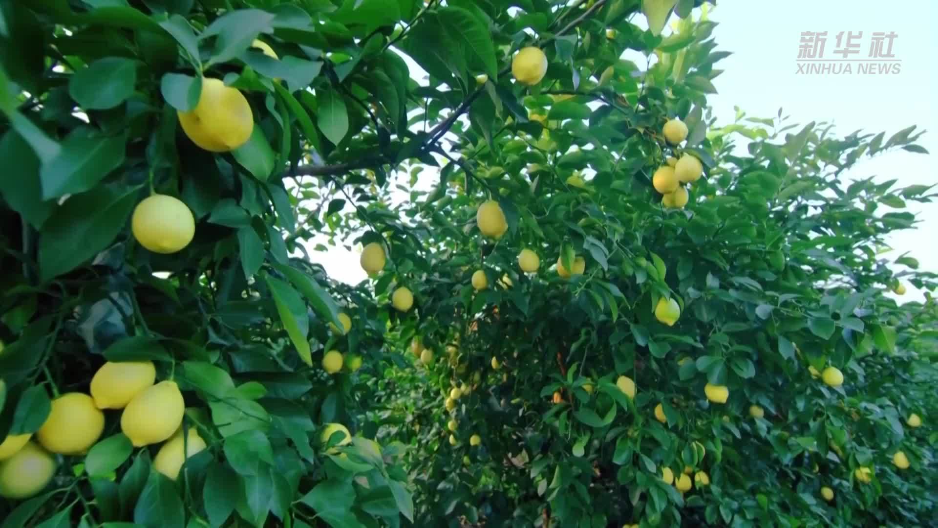 一颗柠檬的科技密码