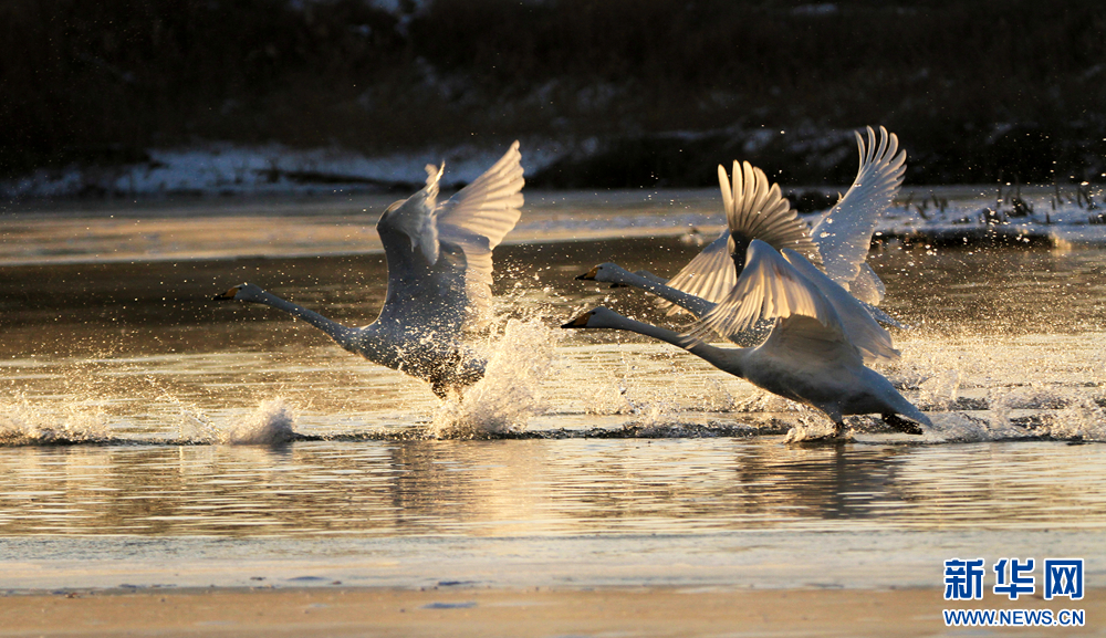 在甘肃省张掖国家湿地公园，一群天鹅沐浴着晨光或嬉戏追逐、或踏浪逐波，成为冬日里的独特景致。新华网发（陈礼　摄）