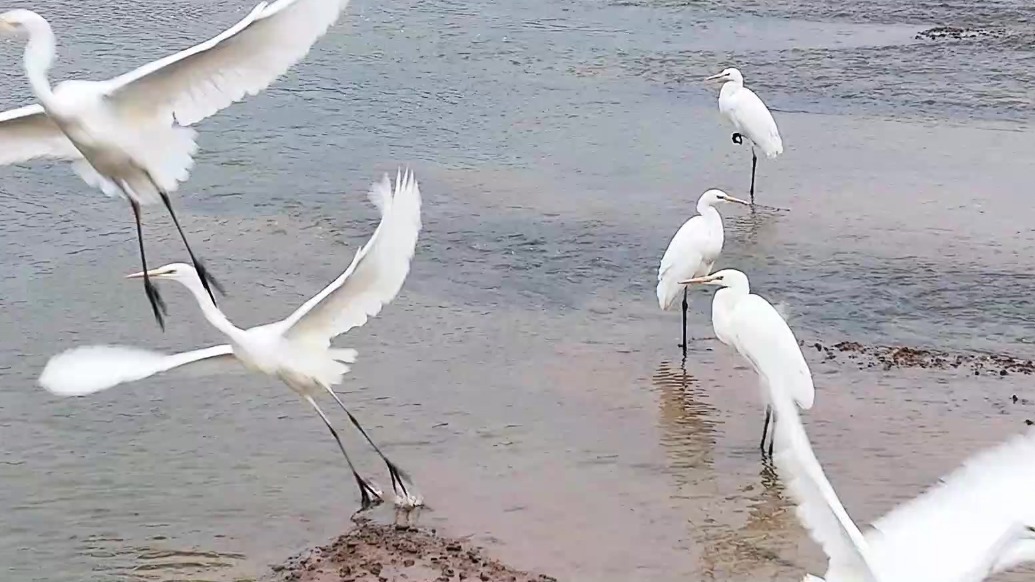 好热闹的冬游：“空中来客”起舞汭河畔