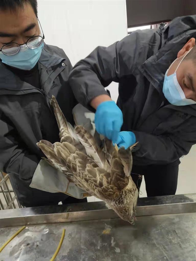 兰州野生动物管理救护中心救助受伤的草原雕
