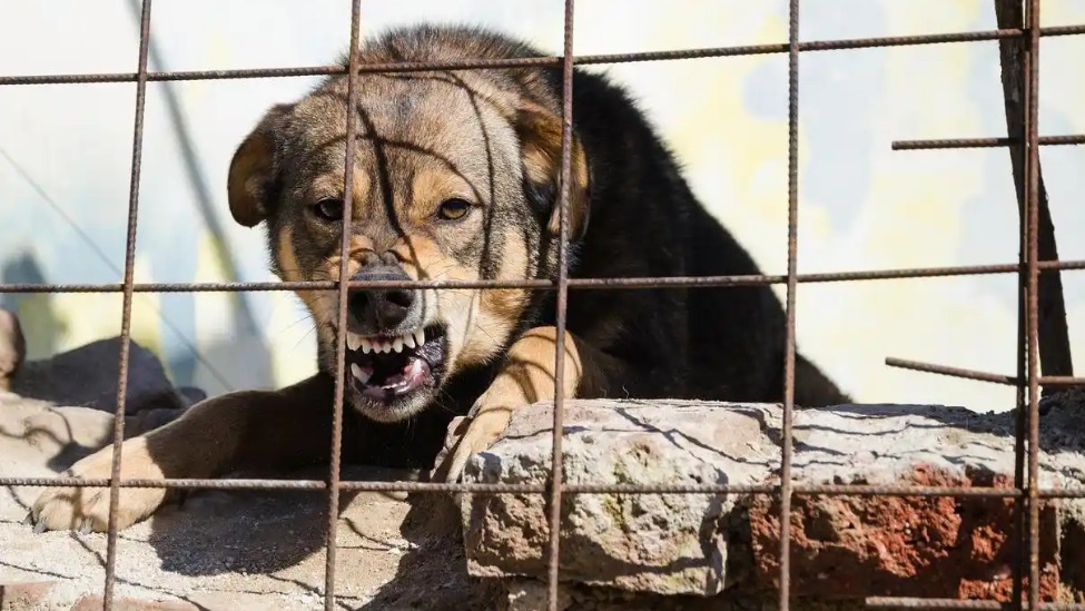 西安4岁男童遭2只恶犬袭击，伤口触目惊心，仍在ICU昏迷，警方已在调查犬只来源