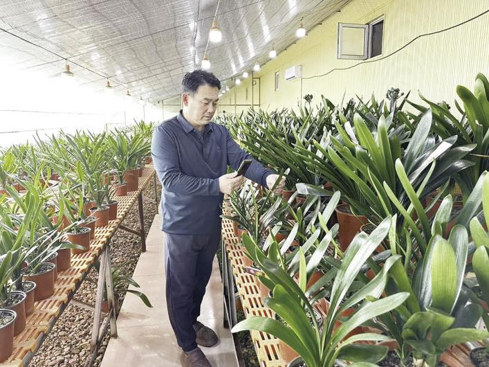 君子兰基地的王立东正在用手机记录花叶长势。 陈可炜 摄