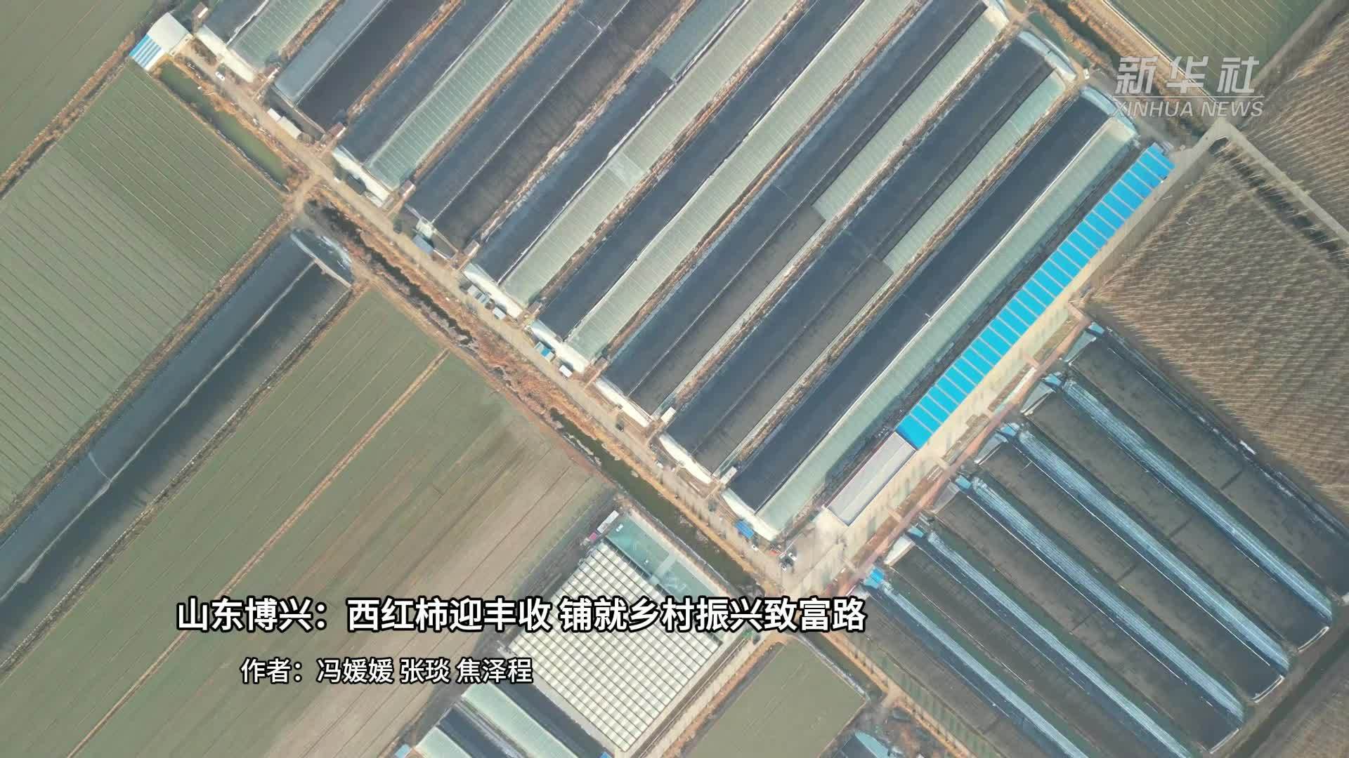 山东博兴：西红柿迎丰收 铺就乡村振兴“致富路”