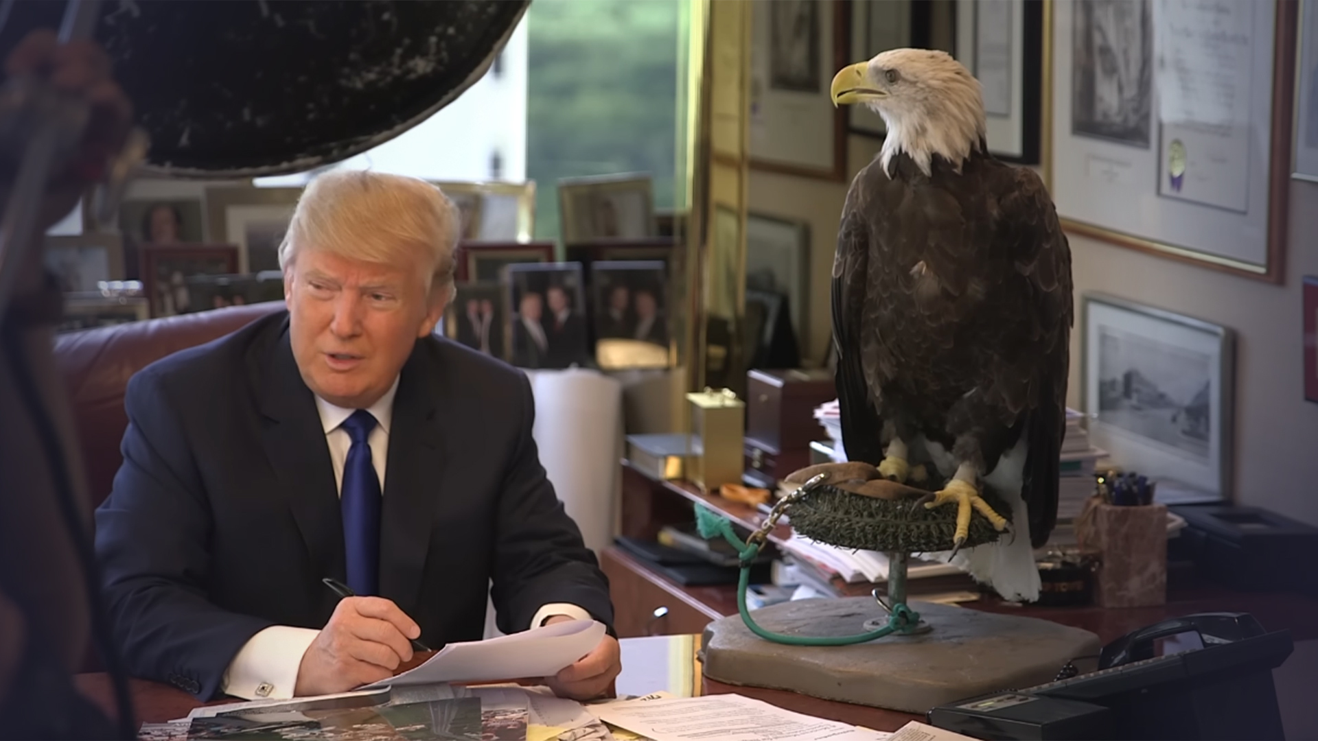 白头海雕正式成为美国国鸟，富兰克林曾批评其“品行恶劣”“是十足的懦夫”