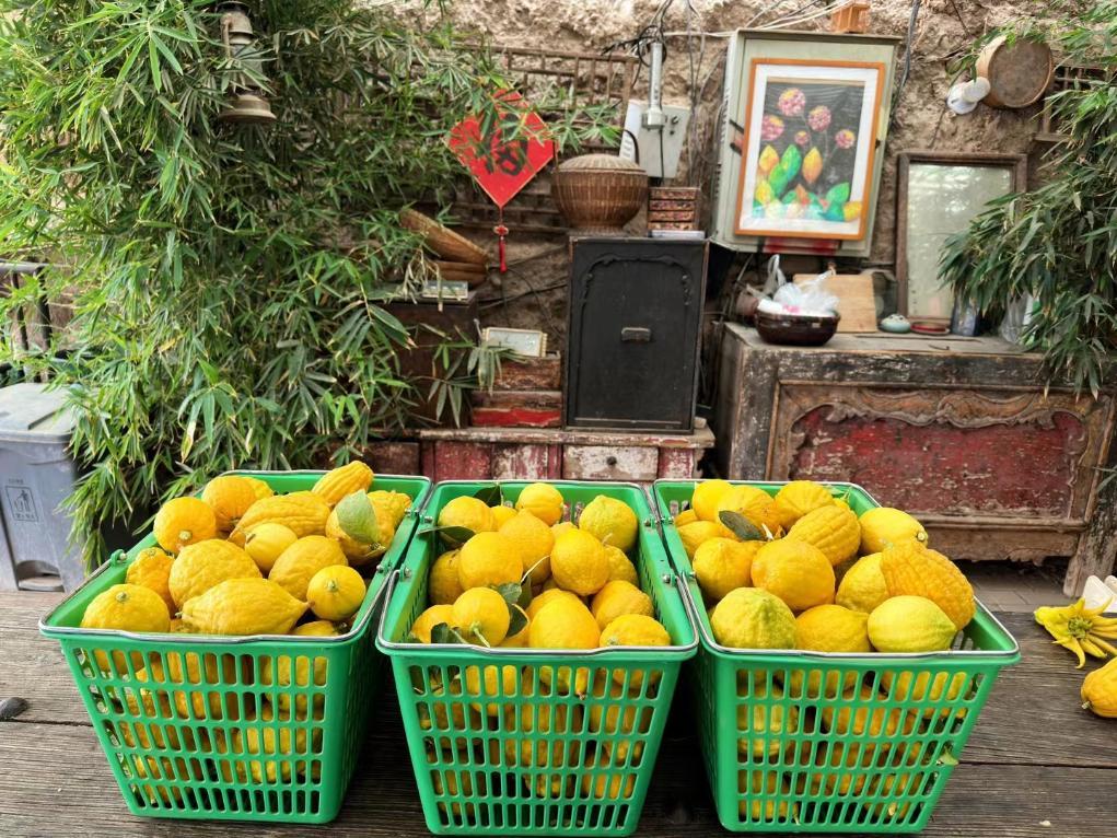 这是近日在张掖市甘州区一处设施大棚拍摄的柠檬　新华社发　王亚东　摄