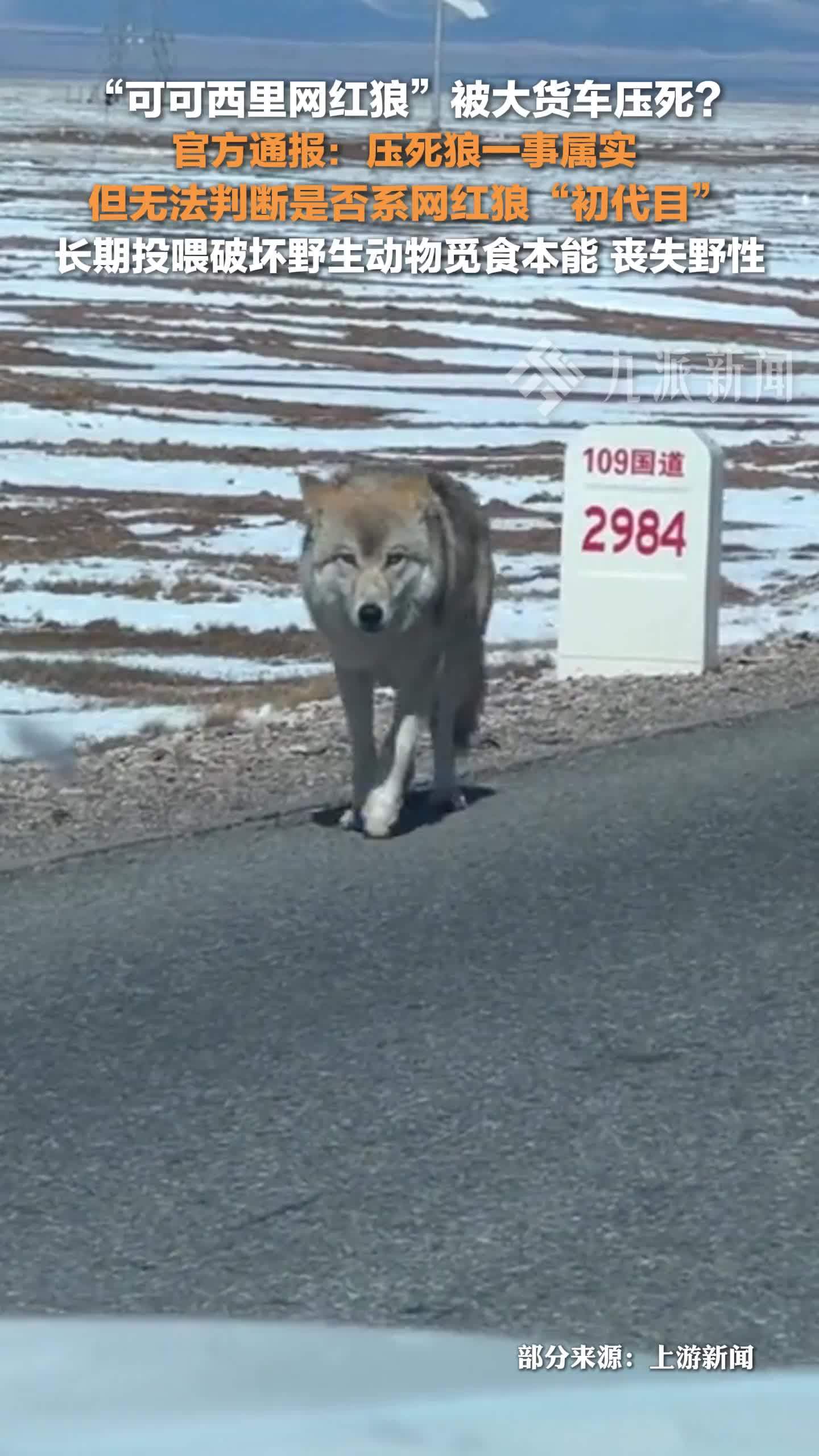 官方通报网传可可西里网红狼被大货车压死：无法判断是否系网红狼“初代目”